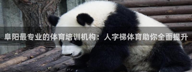 深圳极悦文化传媒有限公司：阜阳最专业的体育培训机构：