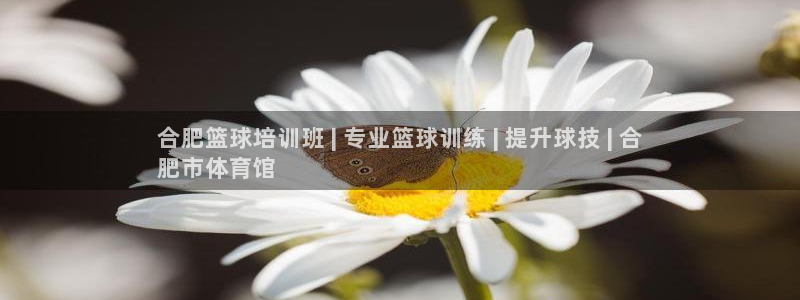 极悦平台是干嘛的软件：合肥篮球培训班 | 专业篮球训