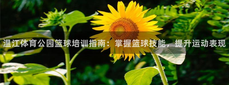 极悦平台布7O777：温江体育公园篮球培训指南：掌握