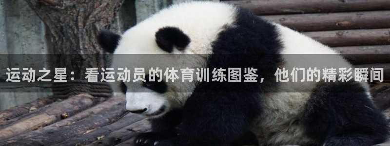 极悦平台股东：运动之星：看运动员的体育训练图鉴，他们